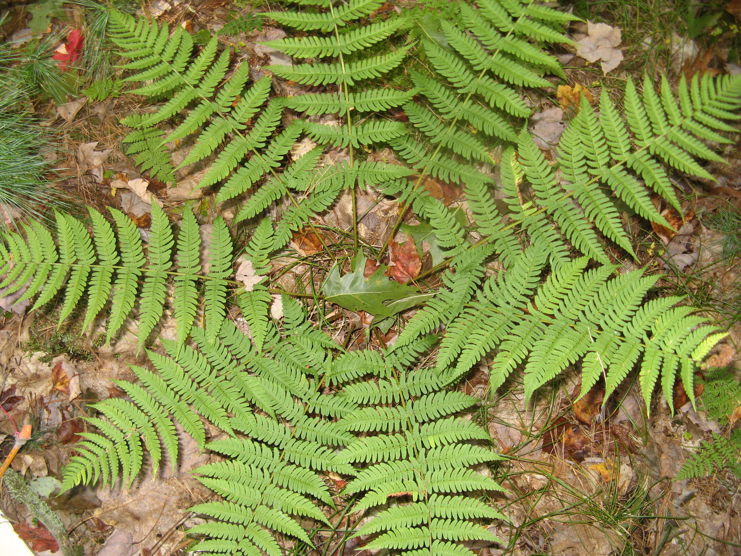 Main page image for Fern Observations